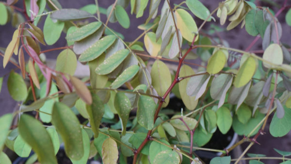 Plant de Robinier Pseudo-Acacia